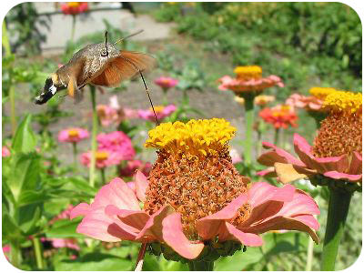 Coevolution of hawk moths and zinnea flowers