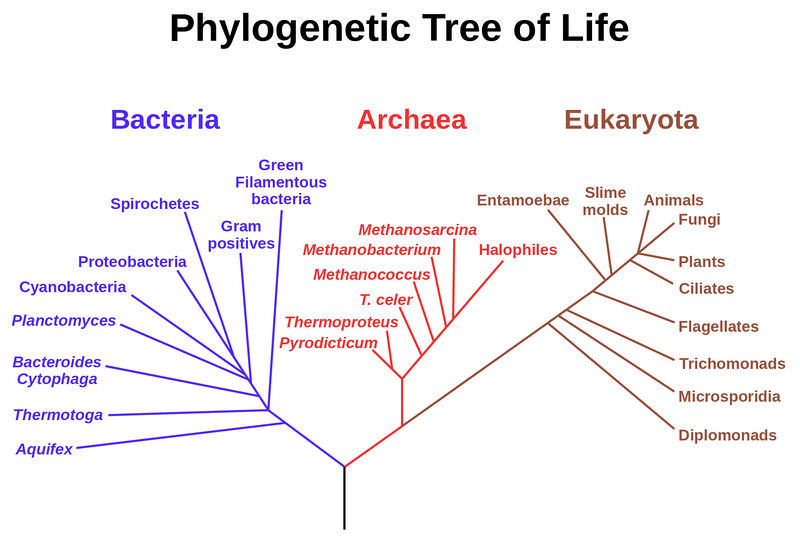The phylogenetic tree of life