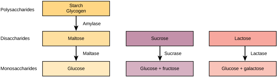 Pathways for the breakdown of starch and glycogen, sucrose, and lactose are shown. Starch and glycogen, which are both polysaccharides, are broken down into the disaccharide maltose. Maltose is then broken down into the monosaccharaide glucose. Sucrose, a disaccharide, is broken down by sucrose into the monosaccharides glucose and fructose. Lactose, also a disaccharide, is broken down by lactase into glucose and galactose.