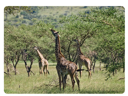 Giraffes feeding on leaves high in trees