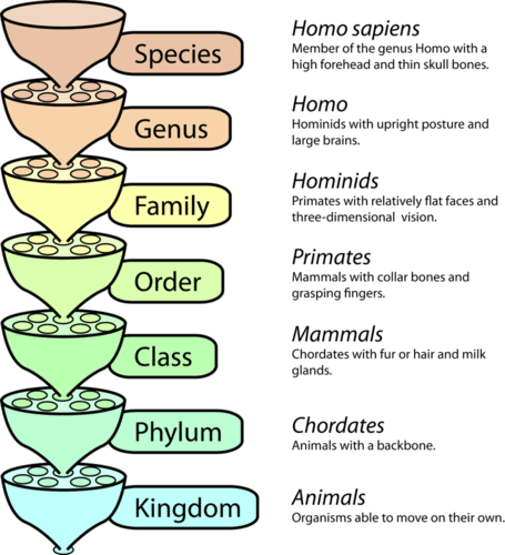 : Linnaean Classification - Biology LibreTexts