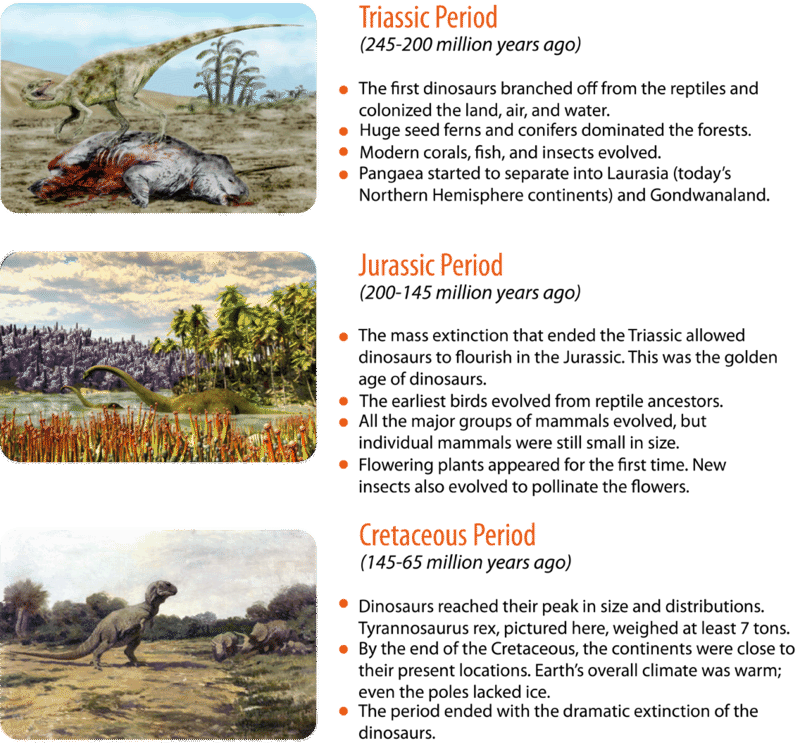 The Mesozoic Era consists of the Triassic, Jurassic, and Cretaceous periods