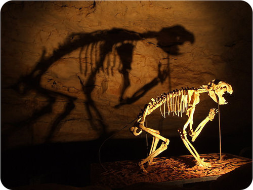 Fossil of an extinct lion