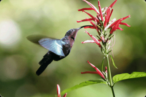 Coevolution of a hummingbird and a flower