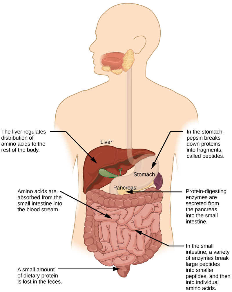 La digestion des protéines commence dans l'estomac, où la pepsine décompose les protéines en fragments, appelés peptides. La digestion se poursuit dans l'intestin grêle, où diverses enzymes décomposent les peptides en peptides plus petits, puis en acides aminés individuels. Plusieurs des enzymes de digestion des protéines présentes dans l'intestin grêle sont sécrétées par le pancréas. Les acides aminés sont absorbés par l'intestin grêle dans la circulation sanguine. Le foie régule la distribution des acides aminés dans le reste du corps. Une petite quantité de protéines alimentaires est perdue dans les matières fécales.