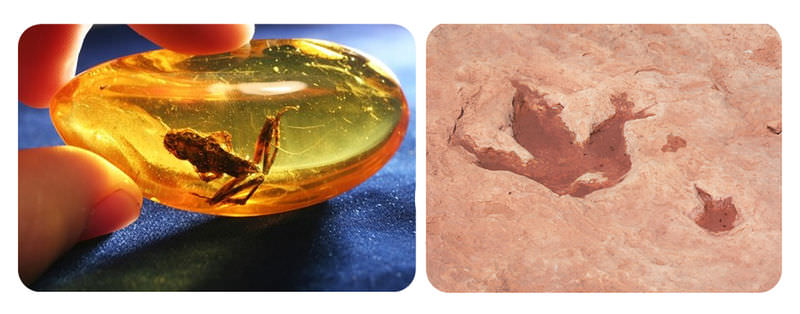 A frog trapped in amber, and the fossil footprints of a dinosaur