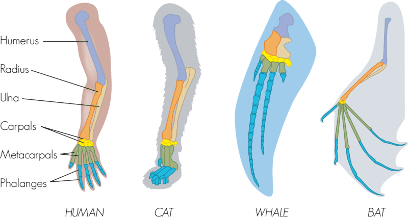Bone structure of various animal forelimbs shows they are homologous structures