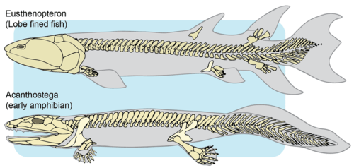 Evolution of lobe-finned fish to early amphibians