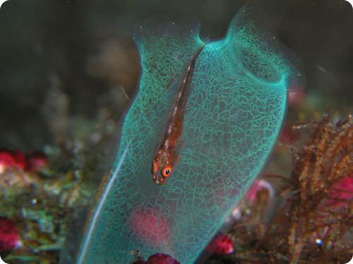 A tunicate, which is a primitive, deep-sea chordate