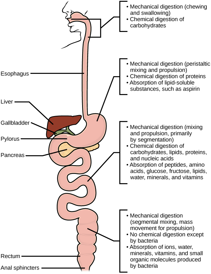Les étapes de la digestion mécanique et chimique sont présentées. La digestion commence par la bouche, où la mastication et la déglutition décomposent mécaniquement les aliments en particules plus petites et où les enzymes digèrent chimiquement les glucides. Dans l'estomac, la digestion mécanique comprend le mélange péristaltique et la propulsion. La digestion chimique des protéines se produit et les substances liposolubles telles que l'aspirine sont absorbées. Dans l'intestin grêle, la digestion mécanique se fait par mélange et propulsion, principalement par segmentation. La digestion chimique des glucides, des lipides, des protéines et des acides nucléiques se produit. Les peptides, les acides aminés, le glucose, le fructose, les lipides, l'eau, les vitamines et les minéraux sont absorbés dans la circulation sanguine. Dans le gros intestin, la digestion mécanique se fait par mélange segmentaire et mouvement de masse. Aucune digestion chimique n'a lieu à l'exception de la digestion par des bactéries. L'eau, les ions, les vitamines, les minéraux et les petites molécules organiques produites par les bactéries sont absorbés dans la circulation sanguine.