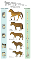 Evolution of the horse