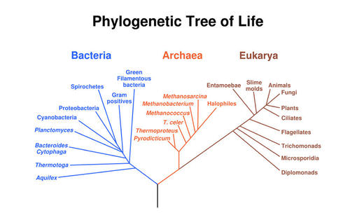 Biology Classification Chart
