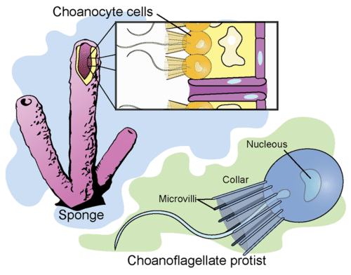 Choanoflagellate protists and Choanocyte cells in sponges