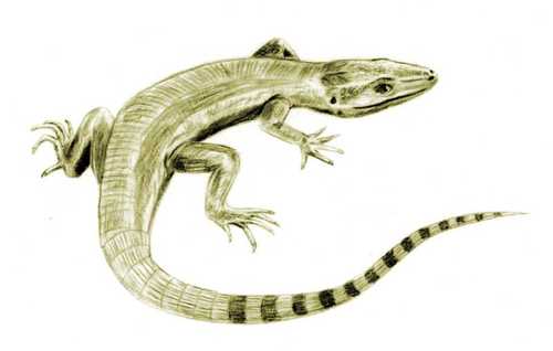 An early, reptile-like amniote