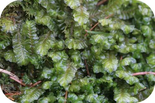 Liverworts are similar to the first land plants