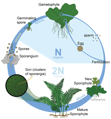 Life cycle of plants