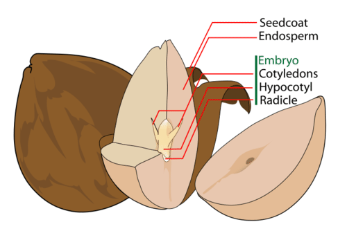 Parts of a seed
