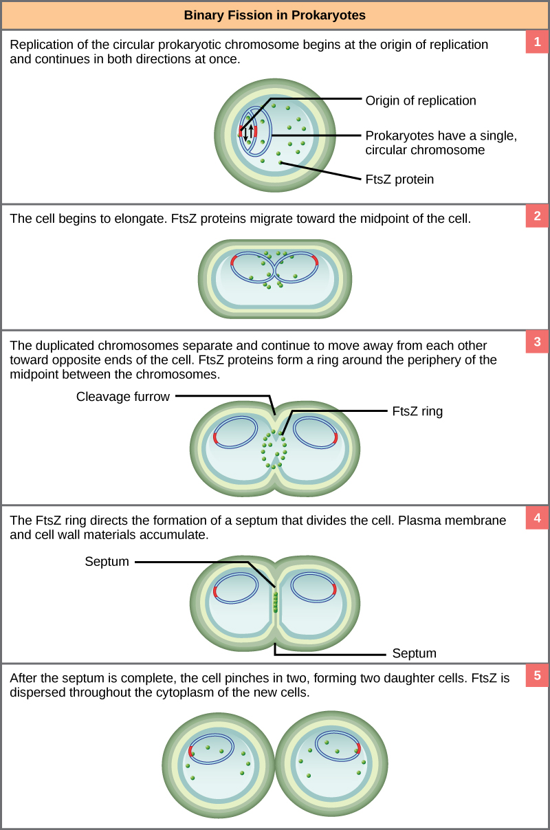 Esta ilustración muestra la fisión binaria en procariotas. La replicación del cromosoma único y circular comienza en el origen de la replicación y continúa simultáneamente en ambas direcciones. A medida que se replica el ADN, la célula se alarga y las proteínas FtsZ migran hacia el centro de la célula, donde forman un anillo. El anillo FtsZ dirige la formación de un tabique que divide la célula en dos una vez que se completa la replicación del ADN.