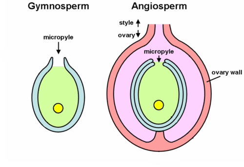 Contrast between gymnosperm and angiosperm seed development