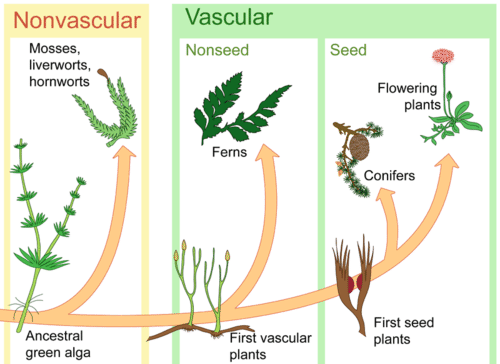 Diagram of plant evolution