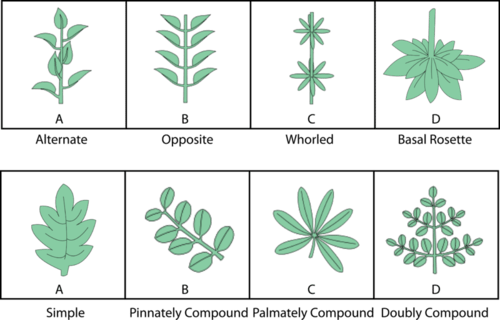 Leaf variation in flowering plants