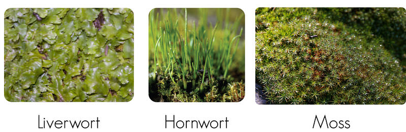 Various bryophytes: liverworts, hornworts, mosses