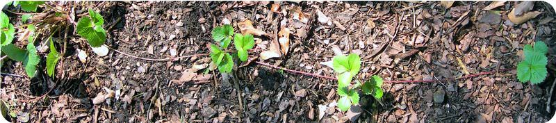 Strawberry plants have horizontal stems called stolons that can form new plants.