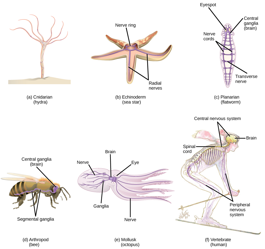La ilustración A muestra la red nerviosa de una hidra, que se asemeja a una red de peces que rodea el cuerpo. La ilustración B muestra el sistema nervioso de una estrella de mar. Un anillo nervioso está presente en el centro del cuerpo. Radiando desde este anillo hacia los cinco brazos están los nervios radiales. La ilustración C muestra el sistema nervioso de un planario, o gusano plano. El gusano plano tiene ganglios centralizados, o cerebros, alrededor de cada ojo en el extremo anterior, y dos cordones nerviosos que corren a lo largo de los lados del cuerpo. Los nervios transversales conectan los cordones nerviosos entre sí. La ilustración D muestra el sistema nervioso de una abeja. Los ganglios centrales, o cerebro, se encuentran en la cabeza. El cordón nervioso ventral corre a lo largo de la parte inferior del cuerpo. Los bultos de los cuerpos de las células nerviosas, llamados ganglios periféricos, ocurren periódicamente a lo largo del cordón nervioso. La ilustración E muestra el sistema nervioso del pulpo, que consiste en un gran cerebro ubicado entre los dos ojos, y nervios que corren hacia el cuerpo y los brazos. Dos grandes ganglios existen en los nervios localizados en el cuerpo. La ilustración F muestra el sistema nervioso de un ser humano, que consiste en un sistema nervioso central compuesto por el cerebro y la médula espinal, y un sistema nervioso periférico compuesto por los nervios que corren hacia el resto del cuerpo.
