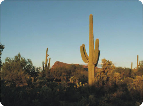Saguaro cactus adaptations