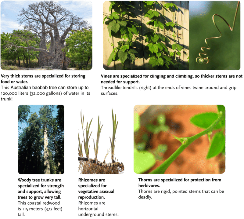 Stem specializations: Baobad, Redwood, Vines, Vine tendrils, Rhizomes, Thorns