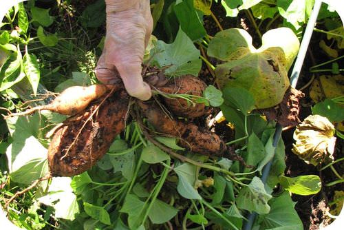 Sweet potato roots that store energy