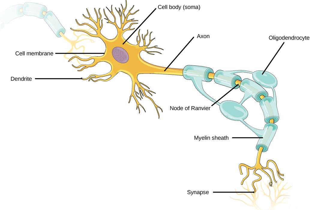 L'illustration montre un neurone. La partie principale du corps cellulaire, appelée soma, contient le noyau. Des dendrites semblables à des branches se projettent sur trois côtés du soma. Un axone long et fin fait saillie du quatrième côté. L'axone se ramifie à l'extrémité. L'extrémité de l'axone se trouve à proximité des dendrites d'une cellule nerveuse adjacente. L'espace étroit entre l'axone et les dendrites est appelé synapse. Les cellules appelées oligodendrocytes sont situées à côté de l'axone. Les projections des oligodendrocytes s'enroulent autour de l'axone, formant une gaine de myéline. La gaine de myéline n'est pas continue et les interstices où l'axone est exposé sont appelés nœuds de Ranvier.