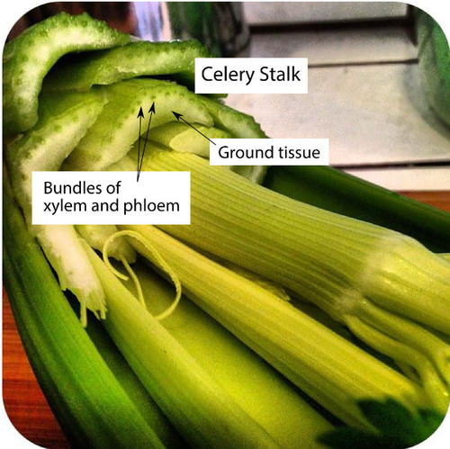 Xylem and phloem in celery