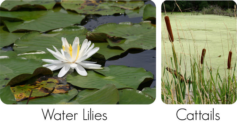 Water lilies and cattail adaptations