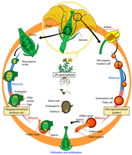 Life cycle of an angiosperm