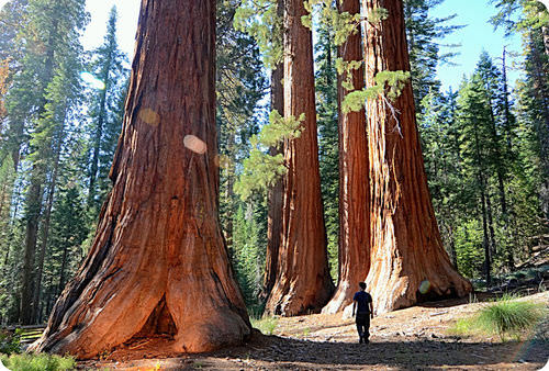 Enormous giant sequoia