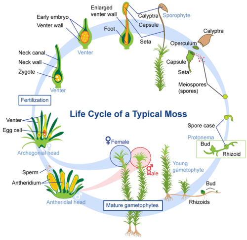 Moss life cycle
