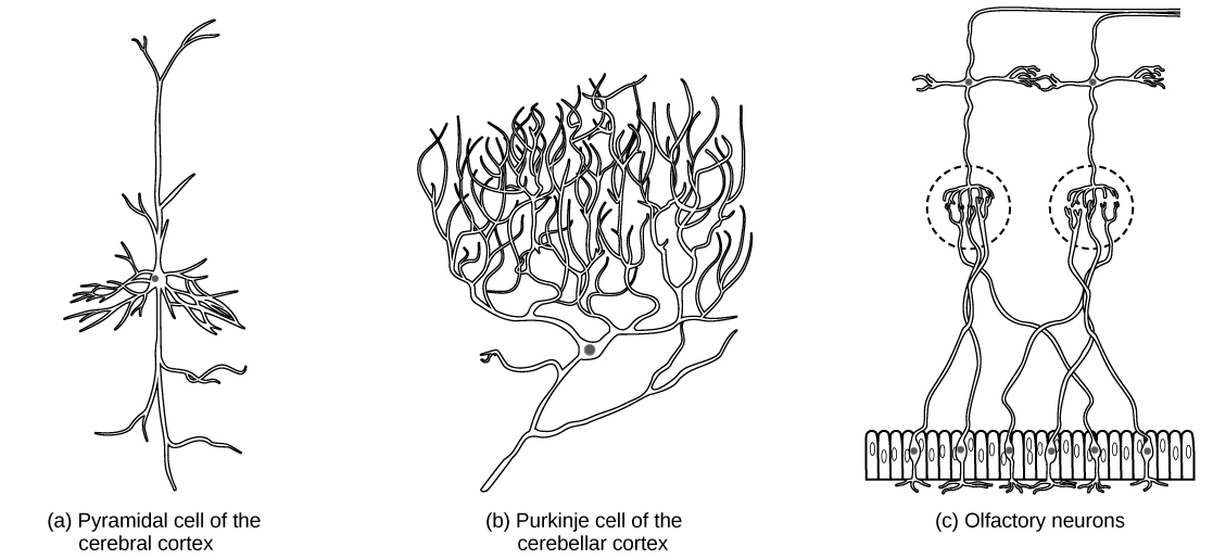 La partie A montre une cellule pyramidale avec deux longues projections ramifiées à chaque extrémité du soma. Les dendrites se ramifient de chaque côté. La partie B montre une cellule de Purkinje avec des dendrites hautement ramifiées à l'opposé de l'axone. La partie C montre des cellules aux axones longs et fins. Les dendrites sont moins ramifiées que dans les cellules pyramidales ou de Purkinje.