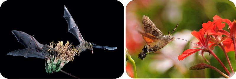Hummingbird and flowering plant symbiotic relationship