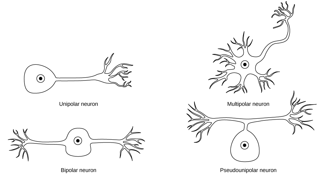 تحتوي الخلية أحادية القطب على محور عصبي طويل واحد يمتد من جسم الخلية. يحتوي العصبون ثنائي القطب على محورين يبرزان من جوانب متقابلة من جسم الخلية. تحتوي الخلية العصبية متعددة الأقطاب على محور عصبي طويل وعدة محاور قصيرة ومتفرعة للغاية تمتد في جميع الاتجاهات. تحتوي الخلية العصبية الزائفة أحادية القطب على محور عصبي واحد يشكل فرعين على مسافة قصيرة من جسم الخلية، ويمتد كل منهما في اتجاه مختلف.