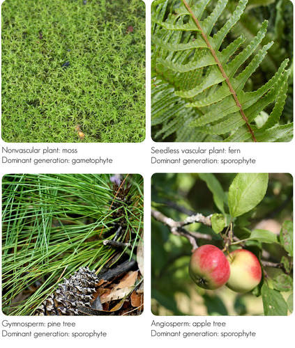 Images of plants in dominant generation in their life cycle