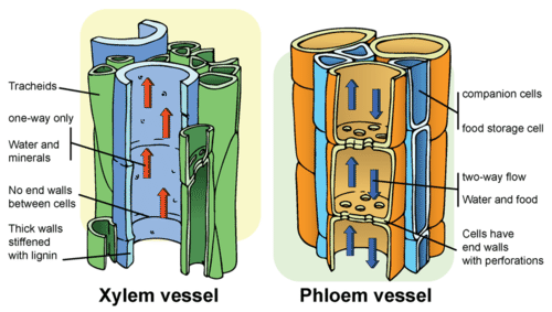 Xylem and Phloem components