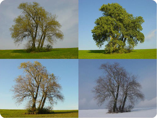 Deciduous tree in different seasons