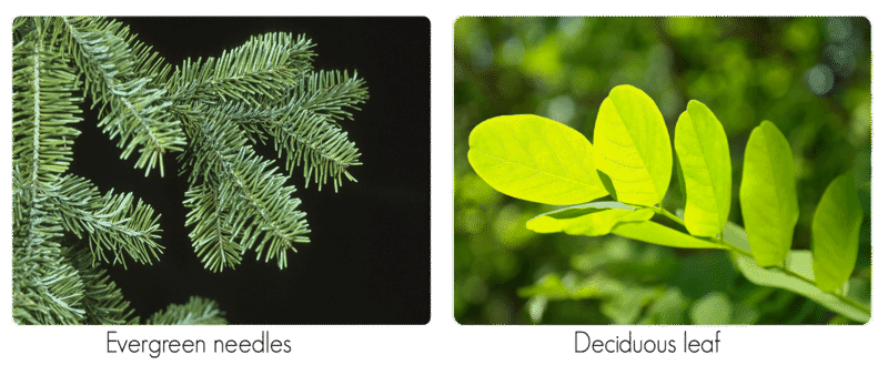 Evergreen needles compared to deciduous leaves