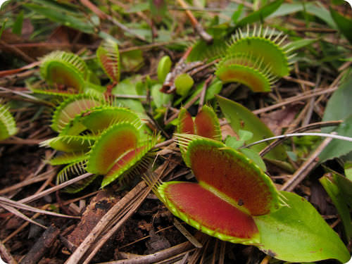 Venus fly trap flowers can trap and digest insects