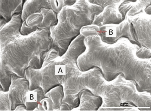 Microscope image of plant epidermis