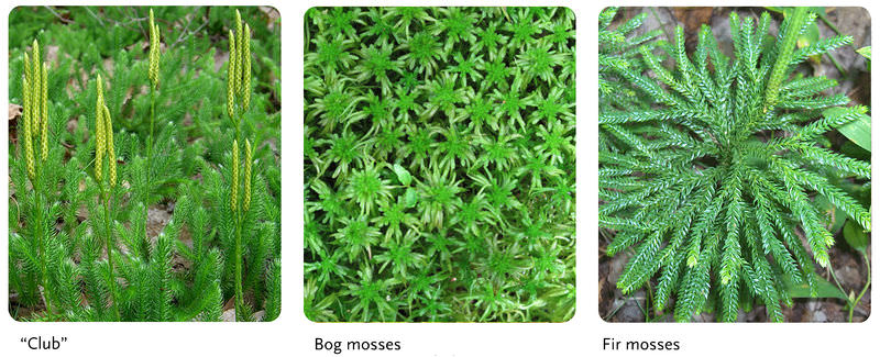 Clubmosses are often confused with mosses