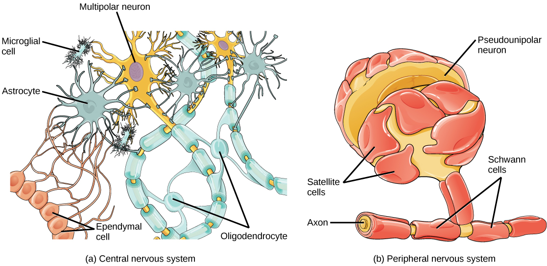 La ilustración A muestra varios tipos de células gliales que rodean un nervio multipolar del sistema nervioso central. Los oligodendrocitos tienen un cuerpo ovalado y protuberancias que se envuelven alrededor del axón. Los astrocitos son redondos y ligeramente más grandes que las neuronas, con muchas extensiones que se proyectan hacia afuera hacia las neuronas y otras células. Las microglías son pequeñas y rectangulares, con muchas proyecciones finas. Las células ependimales tienen cuerpos pequeños y redondos alineados en fila. Las extensiones largas se conectan con un astrocito. La ilustración B muestra una célula pseudounipolar del sistema nervioso periférico. Las células de Schwann se envuelven alrededor del axón ramificado y las células satélite rodean el cuerpo celular de la neurona.