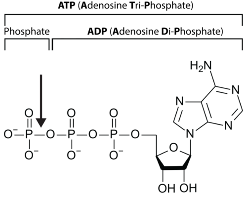 Structure of ATP