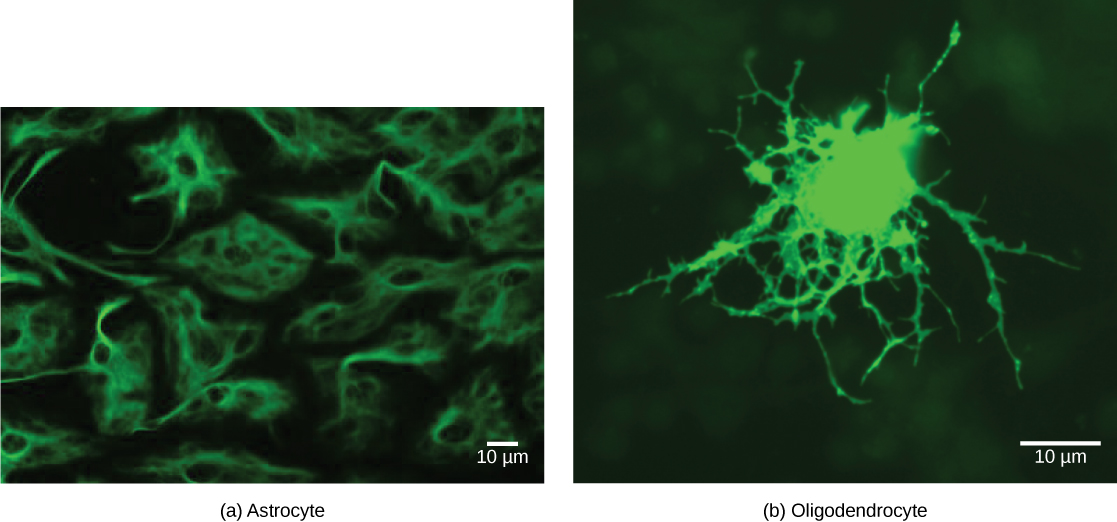 تتشكل الخلايا النجمية، المصنفة باللون الأخضر الفلوري، بشكل غير منتظم مع امتدادات طويلة توفر الدعم للخلايا العصبية. تكون الخلايا قليلة التغصن، والمصنفة أيضًا باللون الأخضر، مستديرة ذات امتدادات طويلة ومتفرعة تشكل غمد المايلين للخلايا العصبية.